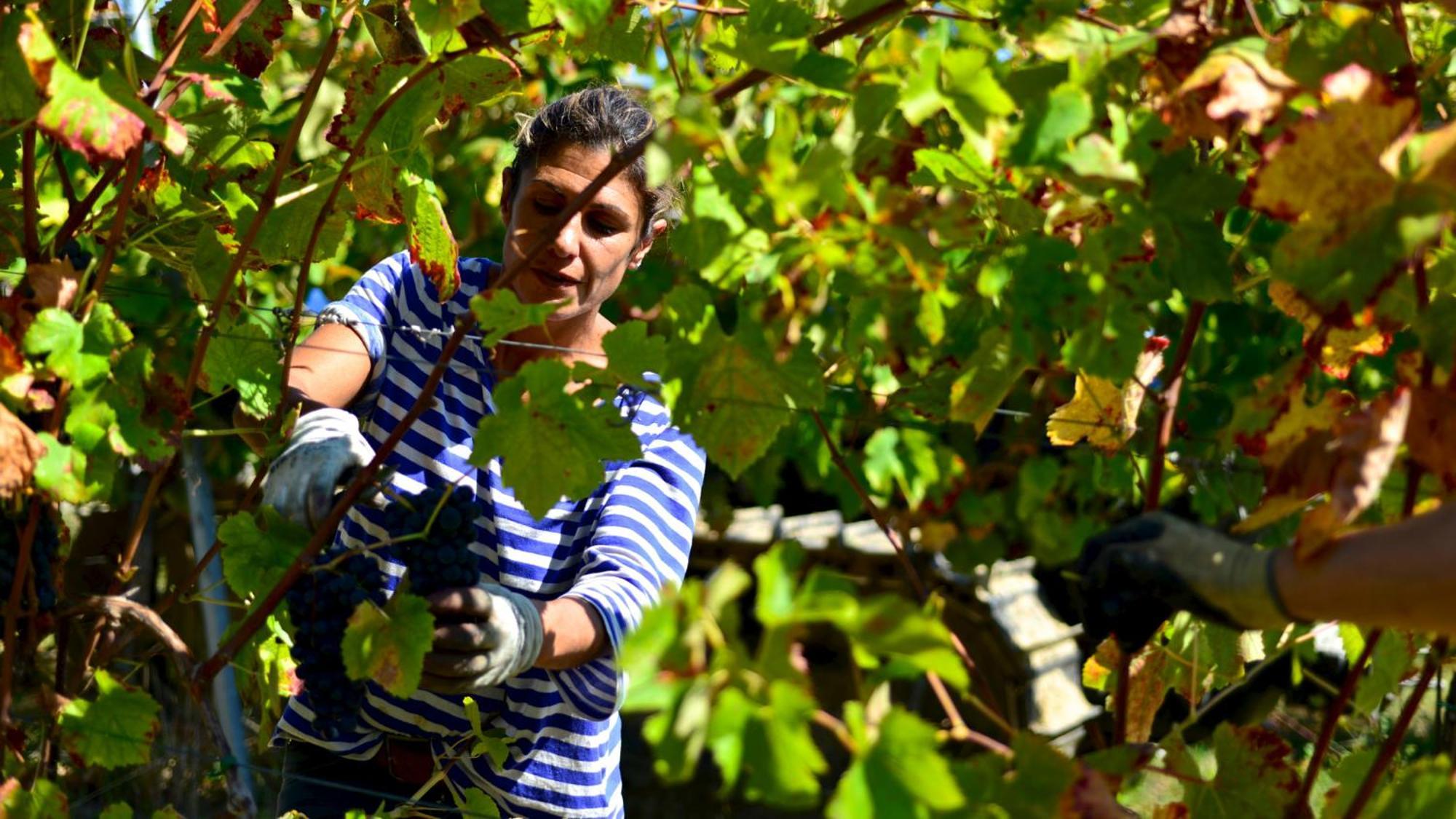 Fattoria Di Fugnano Country house *